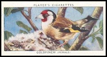 15 European Goldfinch